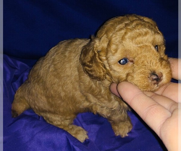 Medium Photo #17 Poodle (Toy) Puppy For Sale in CARTHAGE, MO, USA