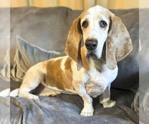 GILBERT - Male Basset Hound Dog for Adoption - Photo #5
