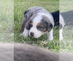 Small Photo #6 Australian Shepherd-Beagle Mix Puppy For Sale in ROSHARON, TX, USA