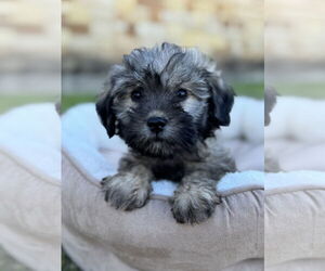 Mutt Dogs for adoption in PIPE CREEK, TX, USA