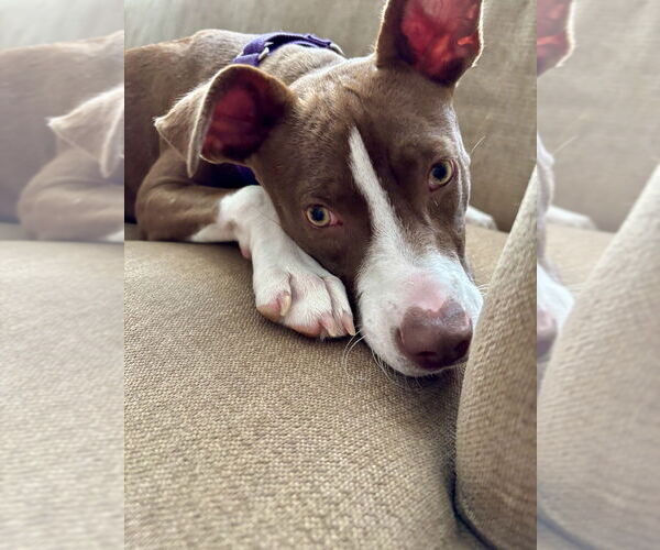 Medium Photo #28 American Pit Bull Terrier-Unknown Mix Puppy For Sale in Brewster, NY, USA