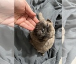 Puppy 2 Shih Tzu
