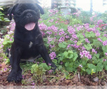 Small Photo #1 Pug Puppy For Sale in BULLARD, TX, USA