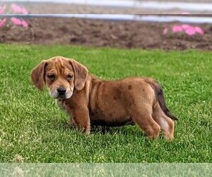 Beabull Puppy for sale in LINCOLN UNIV, PA, USA