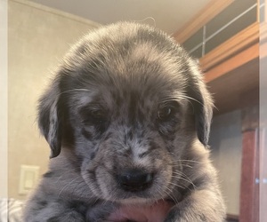 Sheprador Puppy for sale in DULUTH, MN, USA