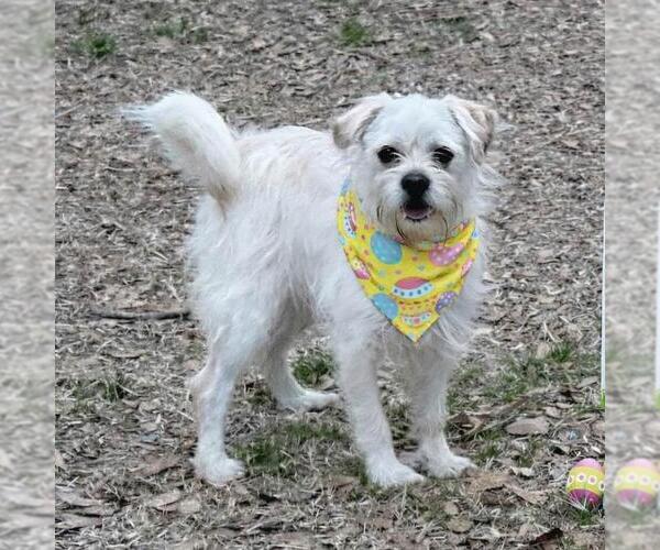 Medium Photo #2 Mutt Puppy For Sale in Yardley, PA, USA