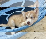 Small Photo #1 Siberian Husky Puppy For Sale in CELEBRATION, FL, USA