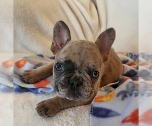 French Bulldog Puppy for sale in FAIR GROVE, MO, USA
