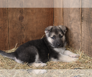 German Shepherd Dog Puppy for sale in SPOTSYLVANIA, VA, USA