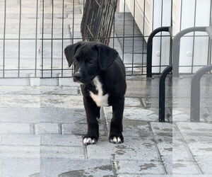 Labrador Retriever-Unknown Mix Dogs for adoption in San Diego, CA, USA