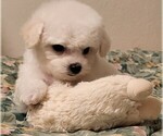 Small #2 Bichon Frise