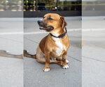 Small #5 Dachshund Mix