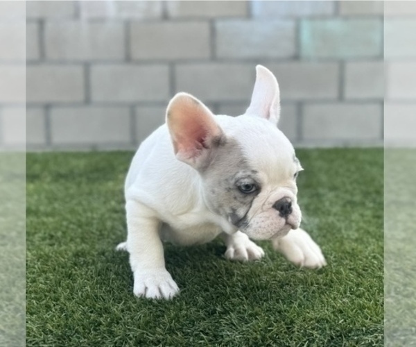 Medium Photo #7 French Bulldog Puppy For Sale in FORT LAUDERDALE, FL, USA
