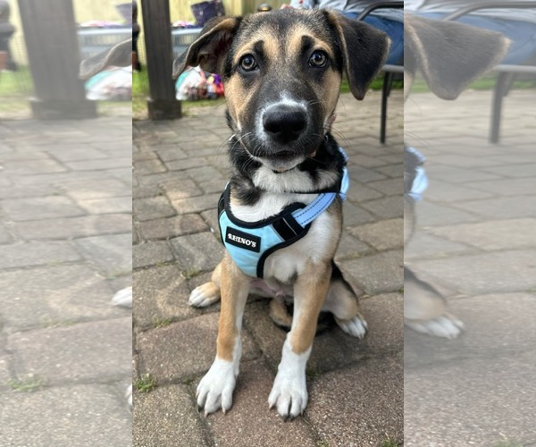 Medium Photo #4 Siberian Husky-Unknown Mix Puppy For Sale in Germantown, OH, USA