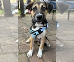 Small #3 Siberian Husky Mix