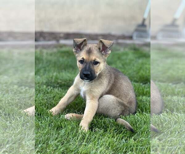 Medium Photo #2 Mutt Puppy For Sale in Sandy, UT, USA