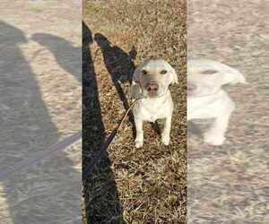 Labrador Retriever Puppy for sale in MARTIN, GA, USA