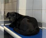 Small Labrador Retriever Mix