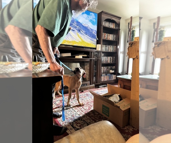 Medium Photo #14 Great Dane Puppy For Sale in ALIQUIPPA, PA, USA