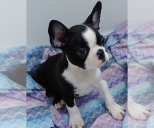 Boston Terrier Puppy for sale in BENEDICT, KS, USA