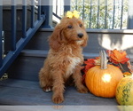 Small #3 Goldendoodle (Miniature)