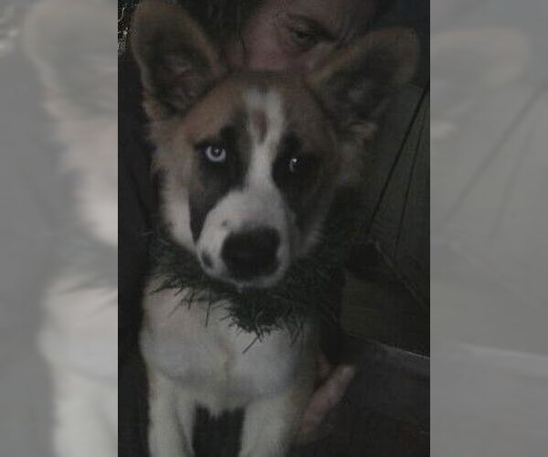 Medium Photo #9 Border Collie-Siberian Husky Mix Puppy For Sale in Pacific grove , CA, USA