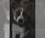 Small #8 Border Collie-Siberian Husky Mix