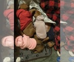 Small #4 Rhodesian Ridgeback