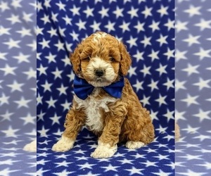 Cockapoo Puppy for sale in KIRKWOOD, PA, USA