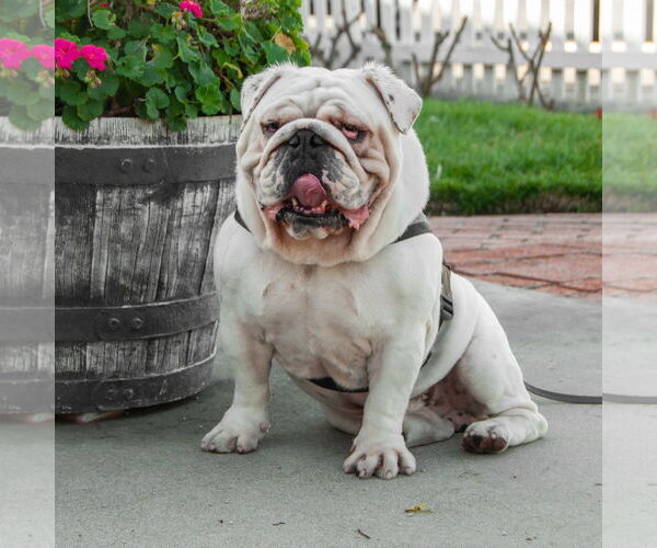 Medium Photo #5 Bulldog Puppy For Sale in San Jose, CA, USA