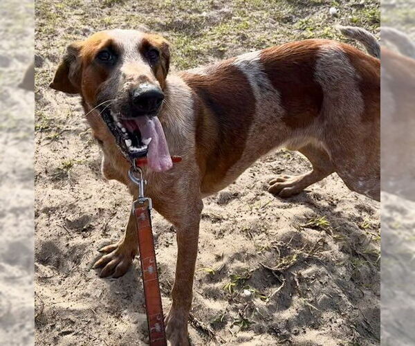 Medium Photo #1 English Coonhound Puppy For Sale in Tavares, FL, USA
