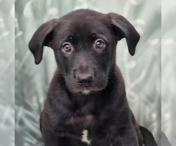 Medium Photo #1 Labrador Retriever-Unknown Mix Puppy For Sale in San Diego, CA, USA