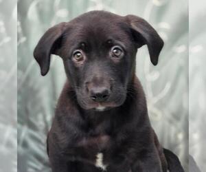 Labrador Retriever-Unknown Mix Dogs for adoption in San Diego, CA, USA