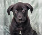 Small Labrador Retriever Mix