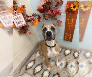 Staffordshire Bull Terrier Dogs for adoption in Brighton, CO, USA