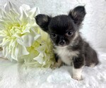 Puppy 3 Chihuahua