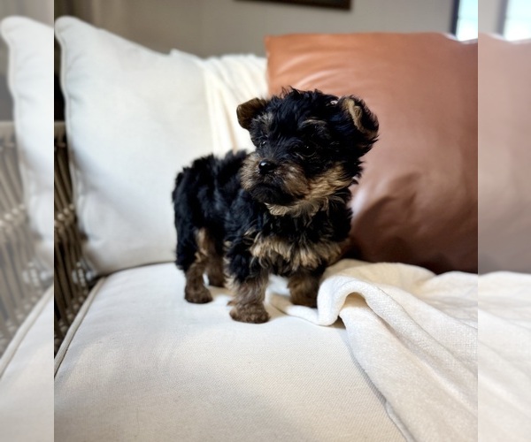 Medium Photo #8 YorkiePoo Puppy For Sale in BREMEN, IN, USA