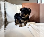 Small #7 YorkiePoo