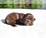 Small #2 Shih Tzu