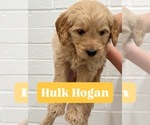 Image preview for Ad Listing. Nickname: Hulk Hogan