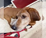 Small #9 Coonhound