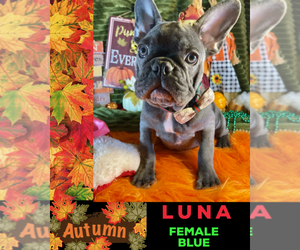 French Bulldog Puppy for sale in HEATHROW, FL, USA