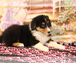 Small #2 Bernese Mountain Dog-Collie Mix