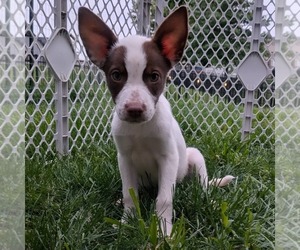 Mutt Dogs for adoption in Fenton, MO, USA