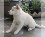 Small #2 Shiba Inu