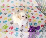 Small #5 Maltipoo (Toy)