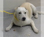 Small Labrador Retriever Mix