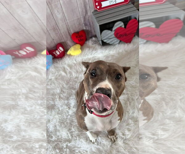 Medium Photo #46 American Pit Bull Terrier-Unknown Mix Puppy For Sale in Germantown, OH, USA