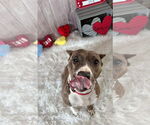 Small #45 American Pit Bull Terrier Mix
