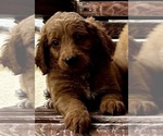 Small Photo #46 Goldendoodle (Miniature) Puppy For Sale in PENSACOLA, FL, USA